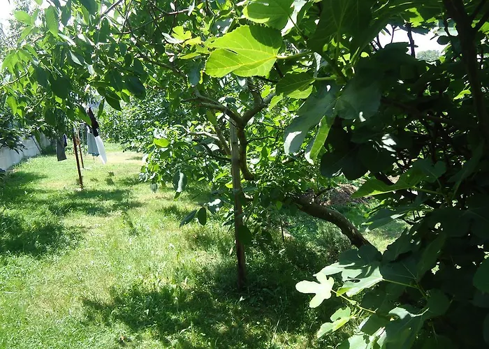 Montanes سانتيانا ذيل مار