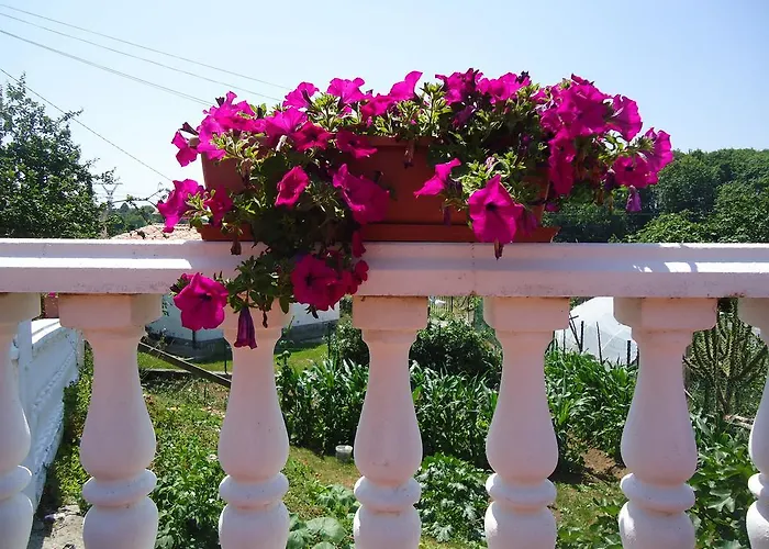 Montanes 3* سانتيانا ذيل مار