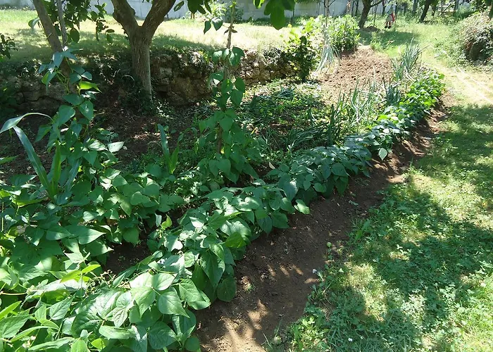 Montanes 3* سانتيانا ذيل مار